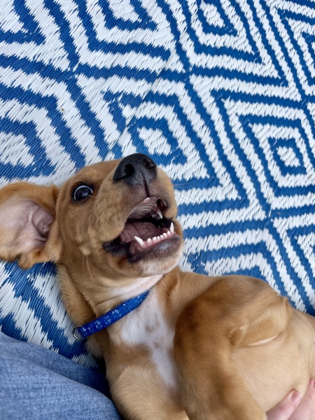 Puppy Survival Thread for New and Old Pups - here comes winter 2024