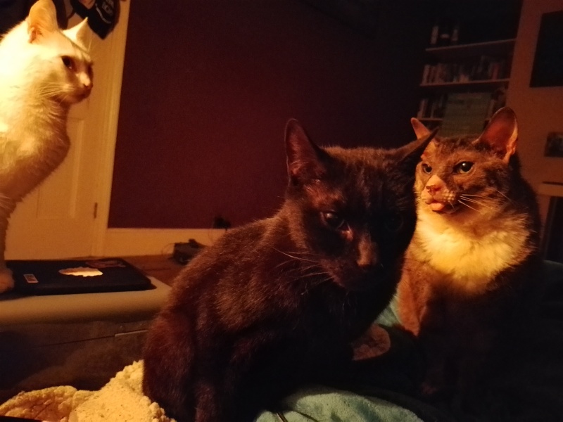 Lap dances, strippers and punch-ups - the Excellent Cats arrange a stag party