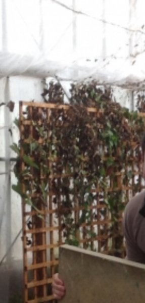 Botwatch 87!!! Yes we are still battling MLMs! When 99.6% of people joining MLM are destined to lose money is that an opportunity or a scam?