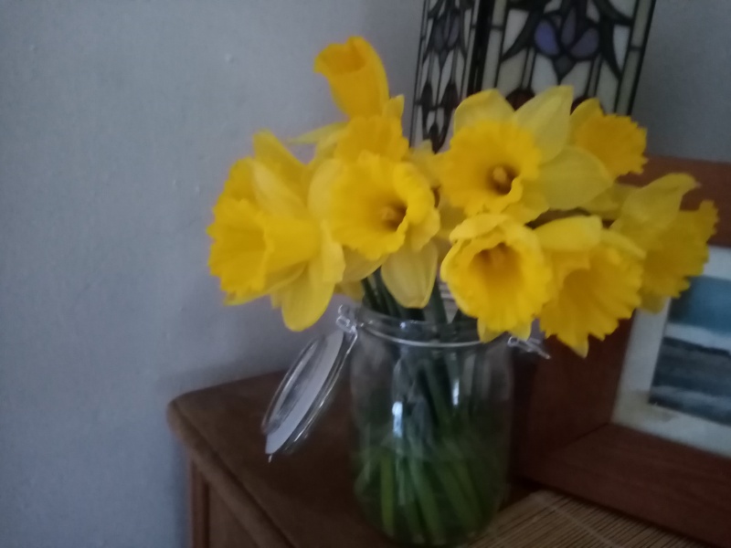 Daffodils £1 Is this the best cheap treat going?