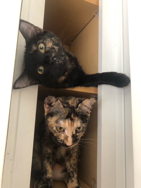 Anyone got a tortie?