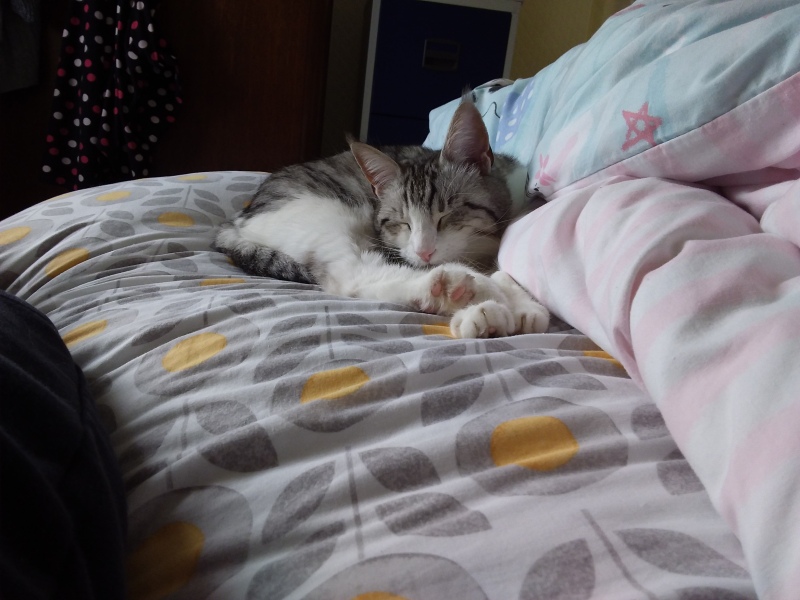 Lap dances, strippers and punch-ups - the Excellent Cats arrange a stag party