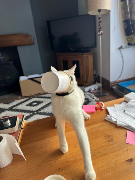 Cat has eaten bolognese sauce