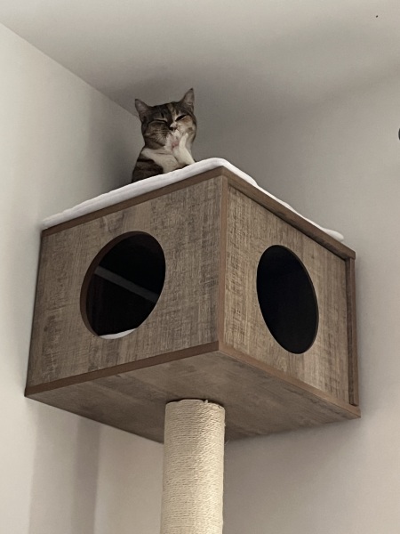 Lap dances, strippers and punch-ups - the Excellent Cats arrange a stag party