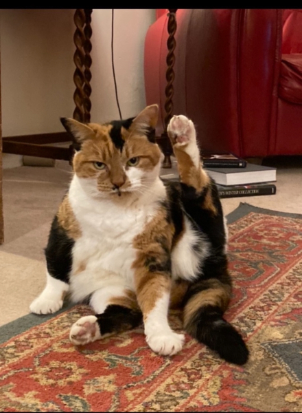 Show me the most unhinged looking photo you have of your cat