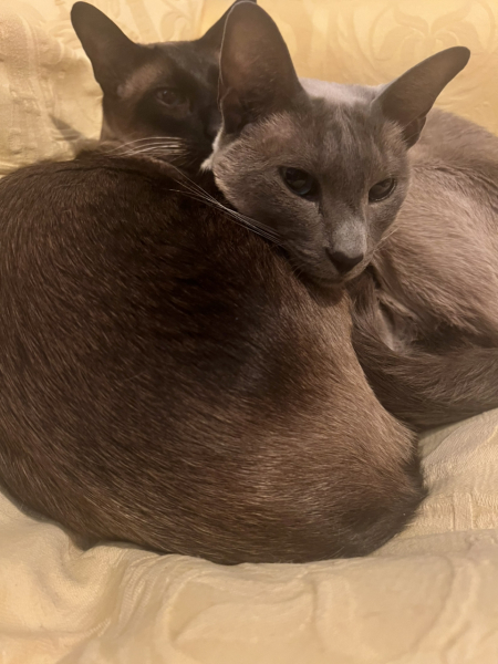 Siamese cats - what is the breed like?