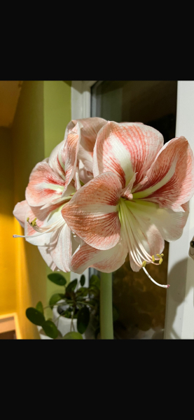 The Year Round Nigel Slater Discussion thread