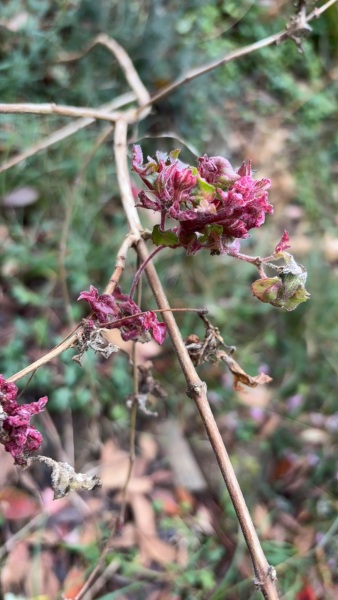 Fuschia - should I be worried?
