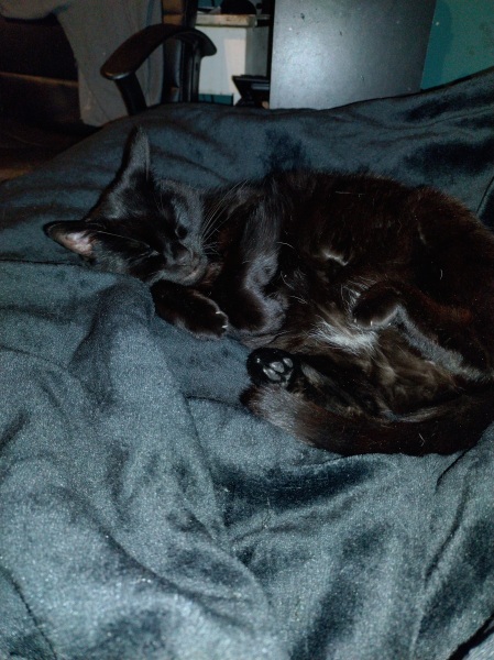 Lap dances, strippers and punch-ups - the Excellent Cats arrange a stag party