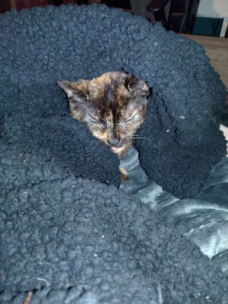 Lap dances, strippers and punch-ups - the Excellent Cats arrange a stag party