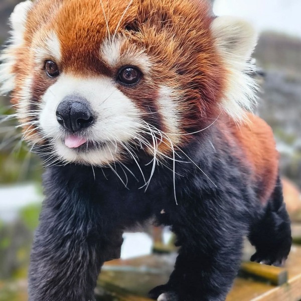 The Bluestocking. All gerbils welcome, must have own frou-frou skirt.