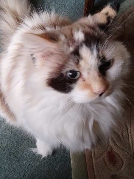 Lap dances, strippers and punch-ups - the Excellent Cats arrange a stag party