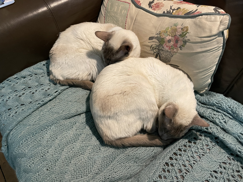 Thread 18 Starmer: All sides of the House agree apart from the Trump bootlickers