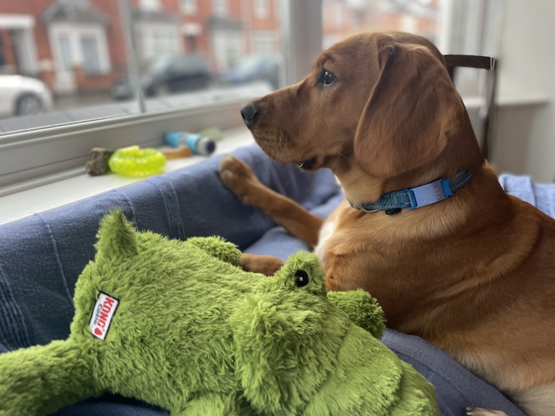 Adolescent Dog Survival Thread - get teenage licks right through the night!