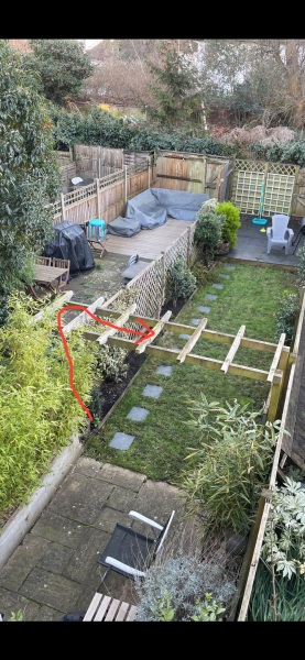 Tidy climbing rose for tight space (pic)