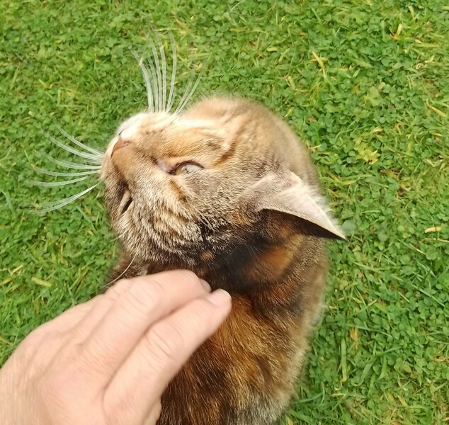 Lap dances, strippers and punch-ups - the Excellent Cats arrange a stag party