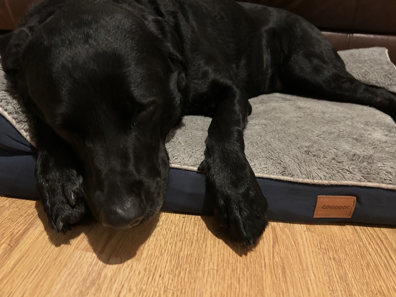 Hand hold please. Beloved Labrador hit by car and losing her leg