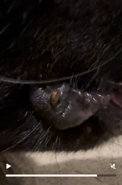 What is on my son’s dog’s mouth?