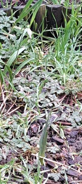 Thread 18 Starmer: All sides of the House agree apart from the Trump bootlickers