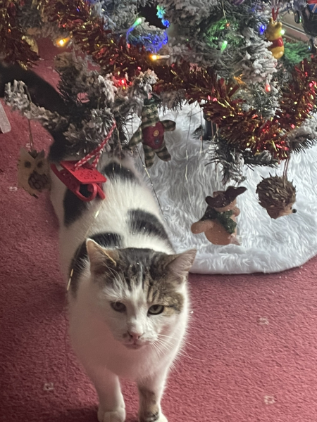 Show me the most unhinged looking photo you have of your cat
