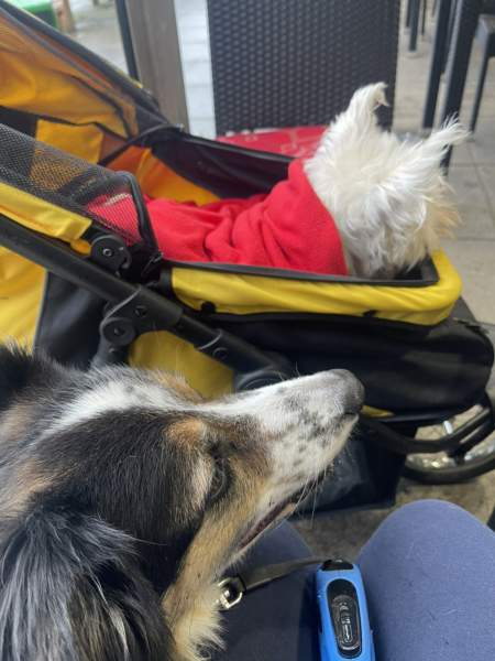 What would you think if you saw dogs in their own pram?