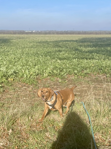 Adolescent Dog Survival Thread - get teenage licks right through the night!