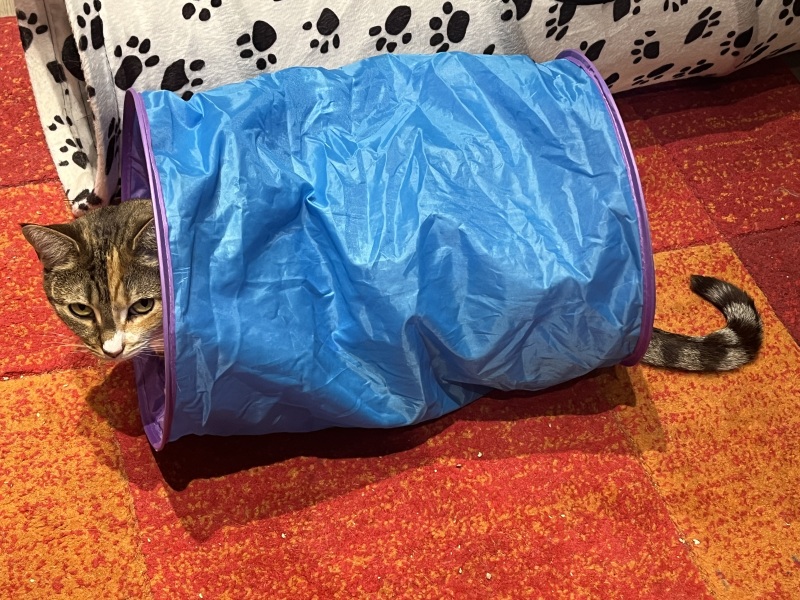 Lap dances, strippers and punch-ups - the Excellent Cats arrange a stag party