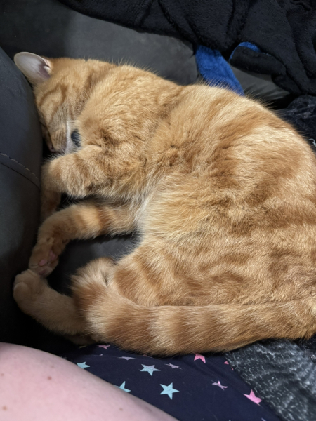 Lap dances, strippers and punch-ups - the Excellent Cats arrange a stag party