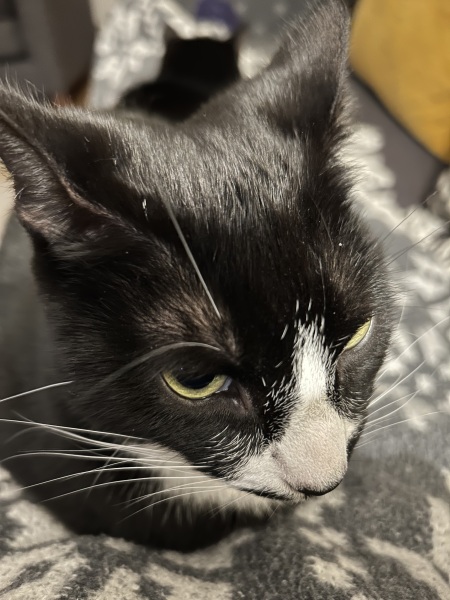 Thread 18 Starmer: All sides of the House agree apart from the Trump bootlickers