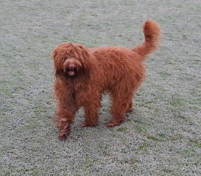 Buying a puppy. Breeder applying pressure for payment.