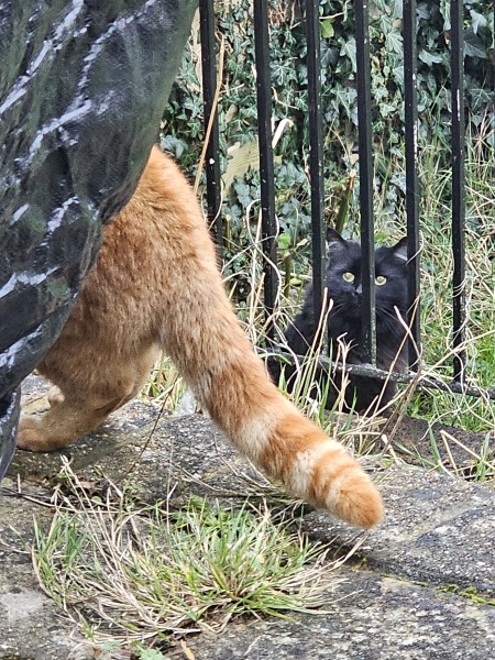 Lap dances, strippers and punch-ups - the Excellent Cats arrange a stag party