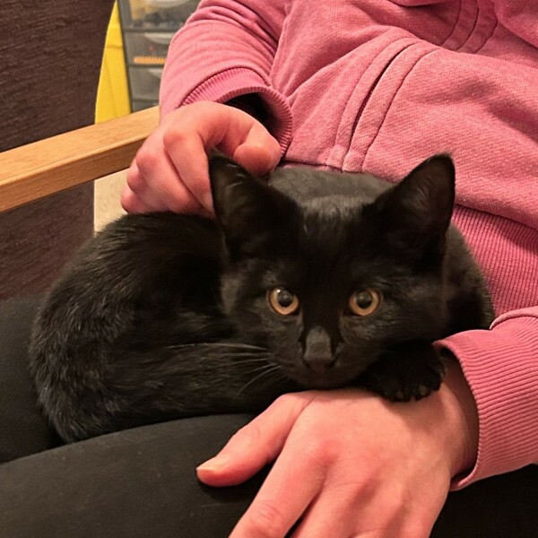 Give me your top kitten tips!