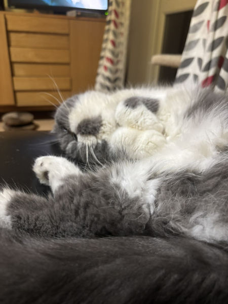 Pampered, Persian, Princess Penelope