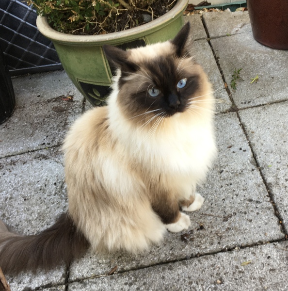 Ragdoll cats are not like typical cats...