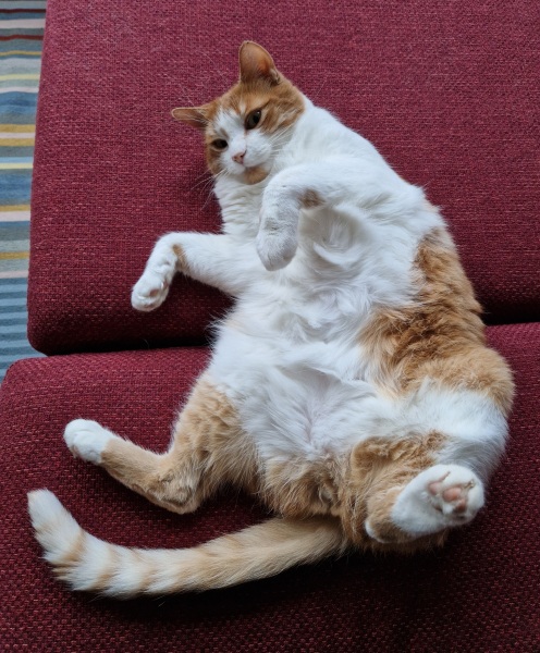 Lap dances, strippers and punch-ups - the Excellent Cats arrange a stag party