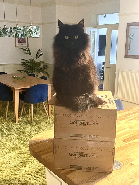 Lap dances, strippers and punch-ups - the Excellent Cats arrange a stag party