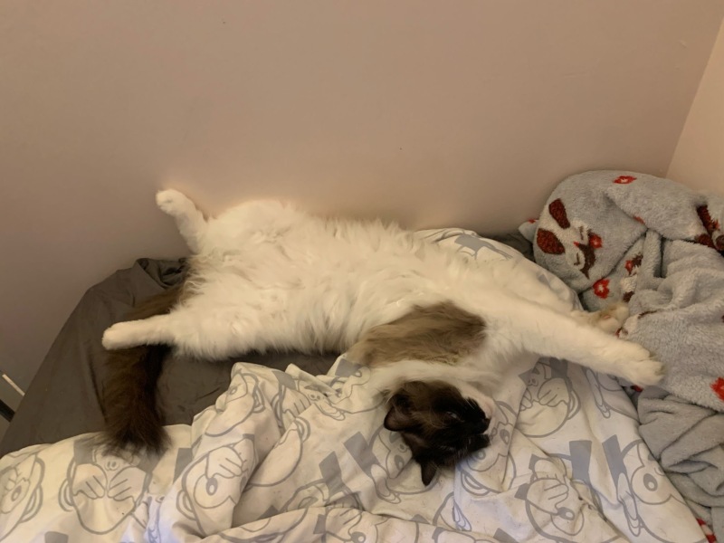 Ragdolls desperate to go outside