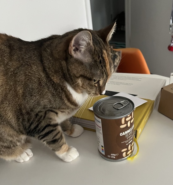 Lap dances, strippers and punch-ups - the Excellent Cats arrange a stag party