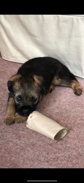 Puppy zoomies ... I'm not sure my poor heart can take much more!