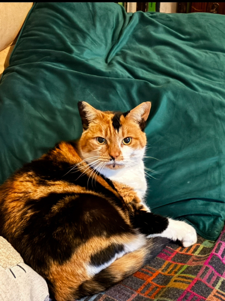 Can you ever 'finish' brushing a cat?