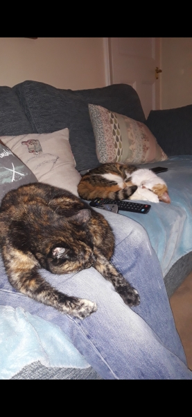 Anyone got a tortie?