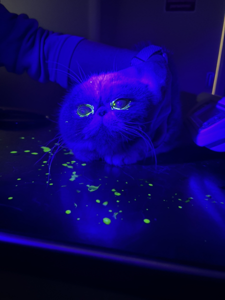 Show me the most unhinged looking photo you have of your cat