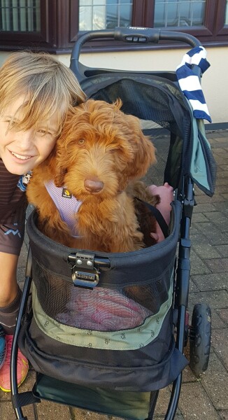 Buying a puppy. Breeder applying pressure for payment.