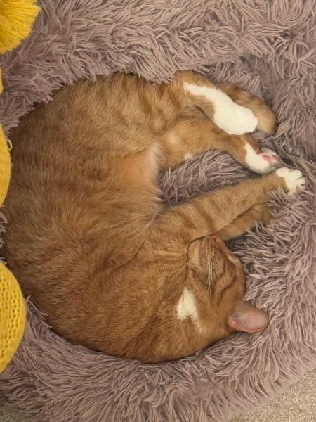 Cat has eaten bolognese sauce