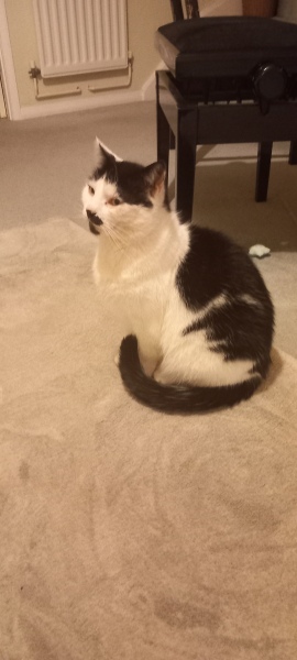 Lap dances, strippers and punch-ups - the Excellent Cats arrange a stag party