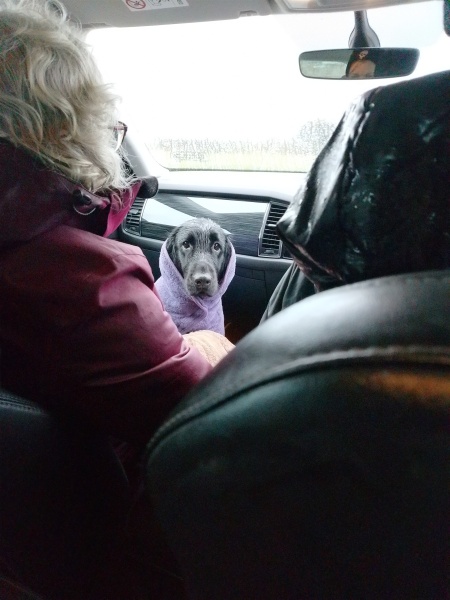 Lap dances, strippers and punch-ups - the Excellent Cats arrange a stag party