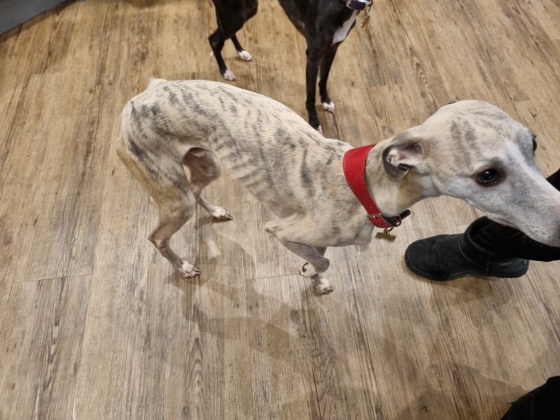 5 year old whippet - so worried about osteosarcoma