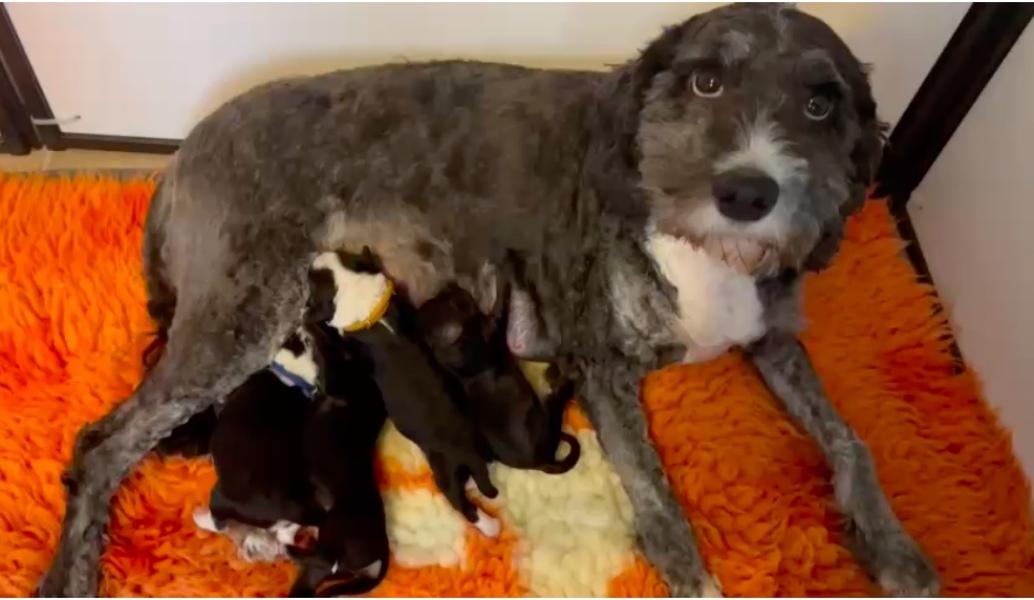 NHS Fife tries to silence nurse - Sandie Peggie vs NHS Fife Health Board and Dr Beth Upton - thread #13