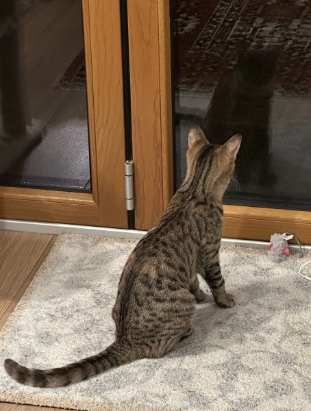 Lap dances, strippers and punch-ups - the Excellent Cats arrange a stag party