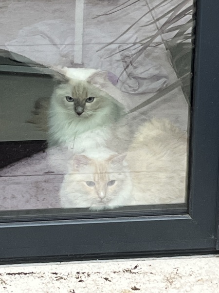 Ragdoll cats are not like typical cats...